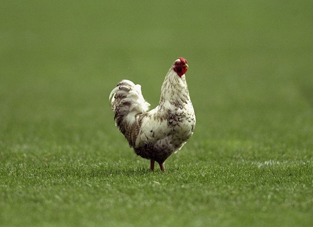 cockerel walks on the pitch