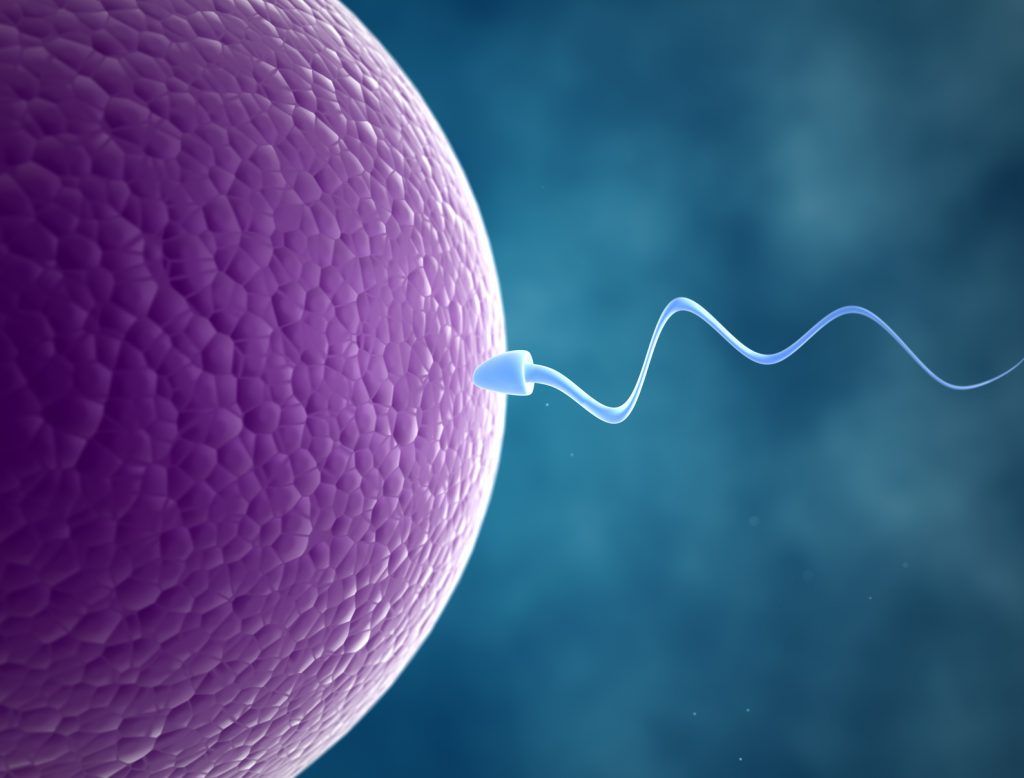 Sperm Cell and Human Egg