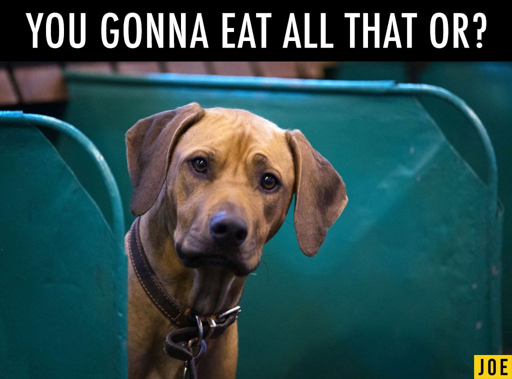 Just 14 memes from Crufts to remind us that all dogs are precious | JOE