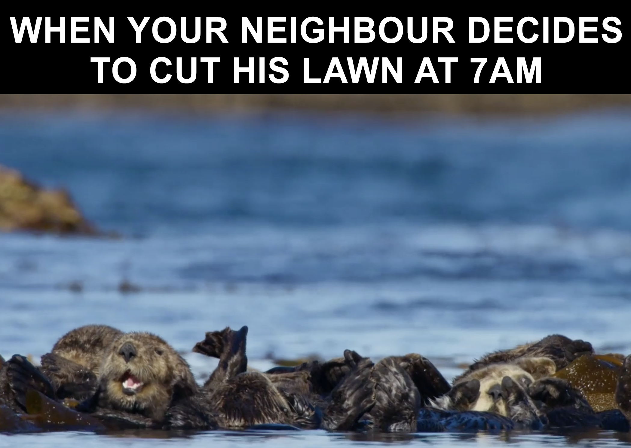 Just 12 relatable memes from Blue Planet II | JOE.co.uk