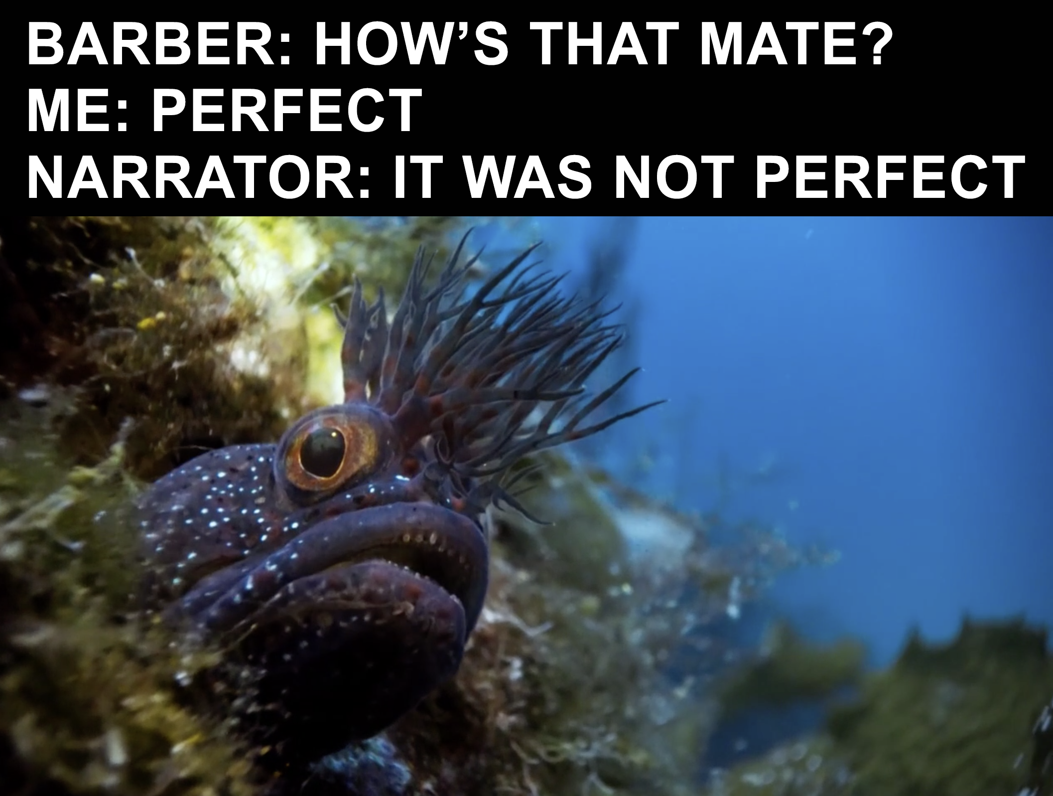 Just 12 relatable memes from Blue Planet II  JOE.co.uk