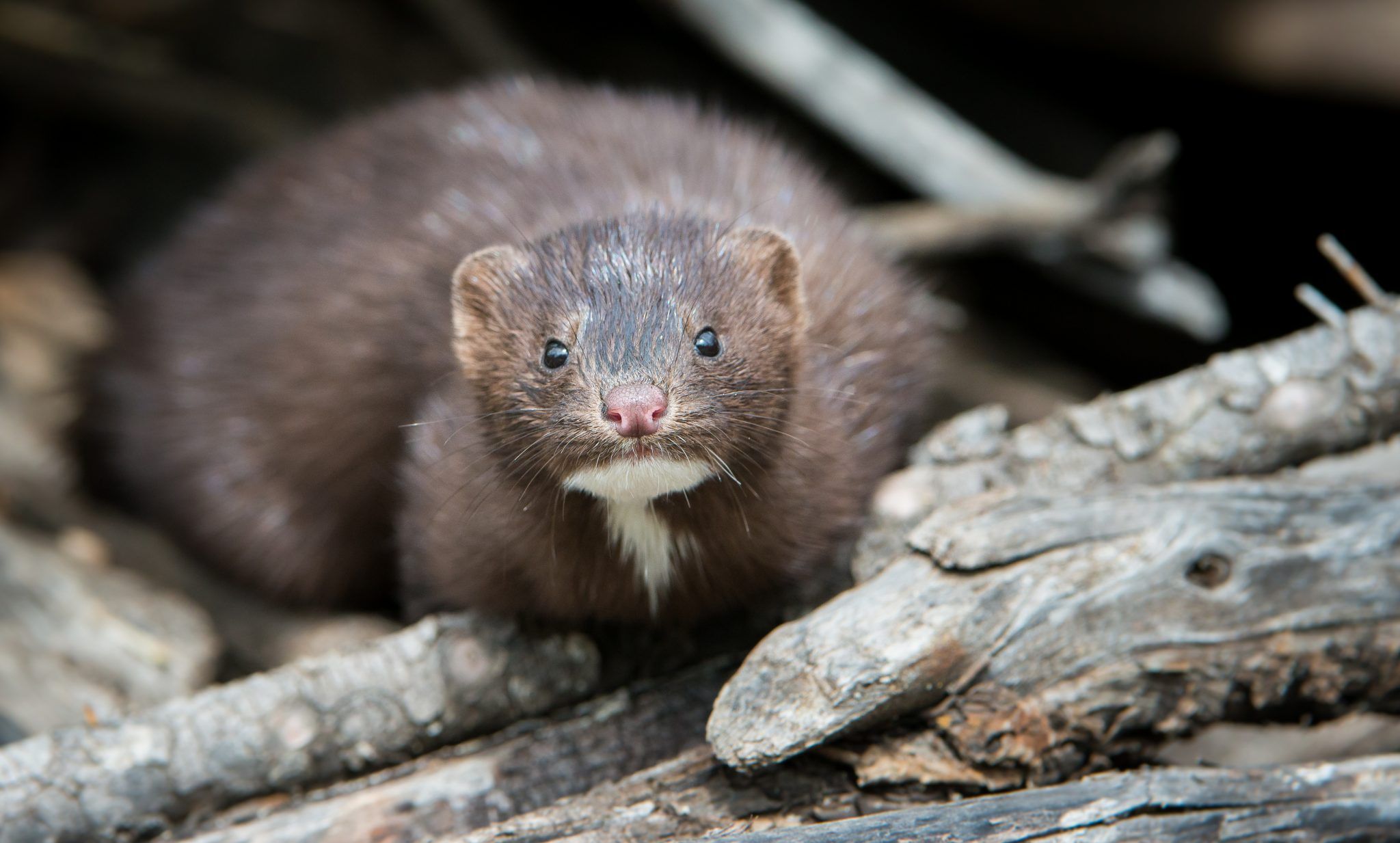 minks culled in denmark due to covid-19 fears