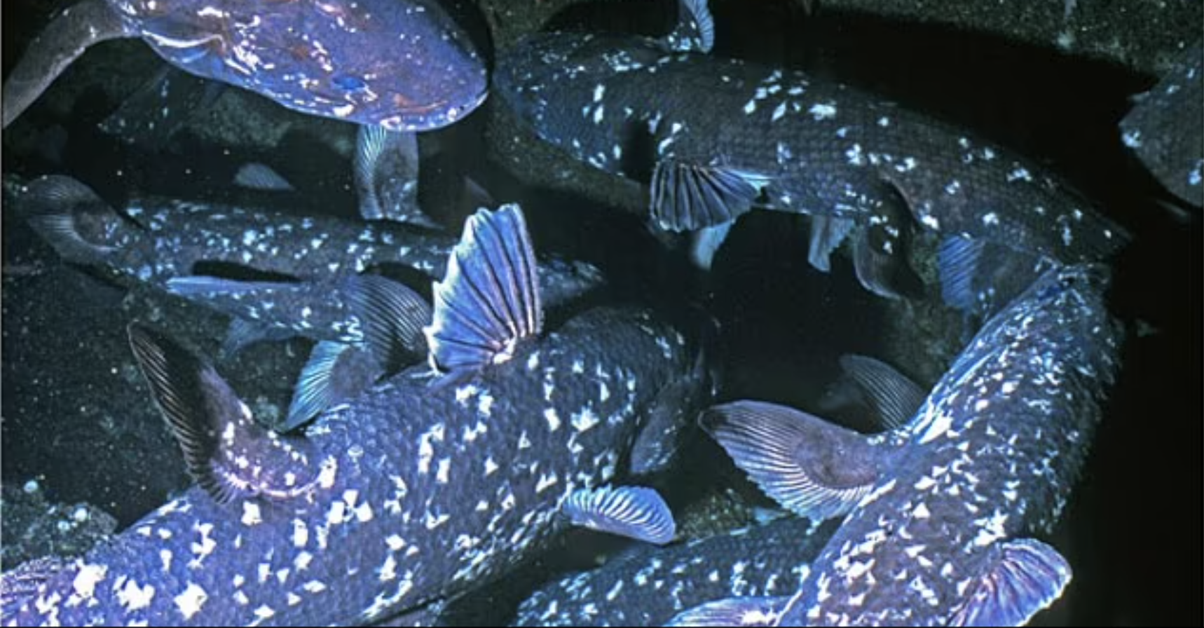 Coelacanth population found in Madagascar