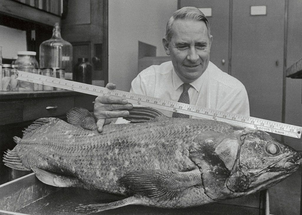 Coelacanths being measured in 1938
