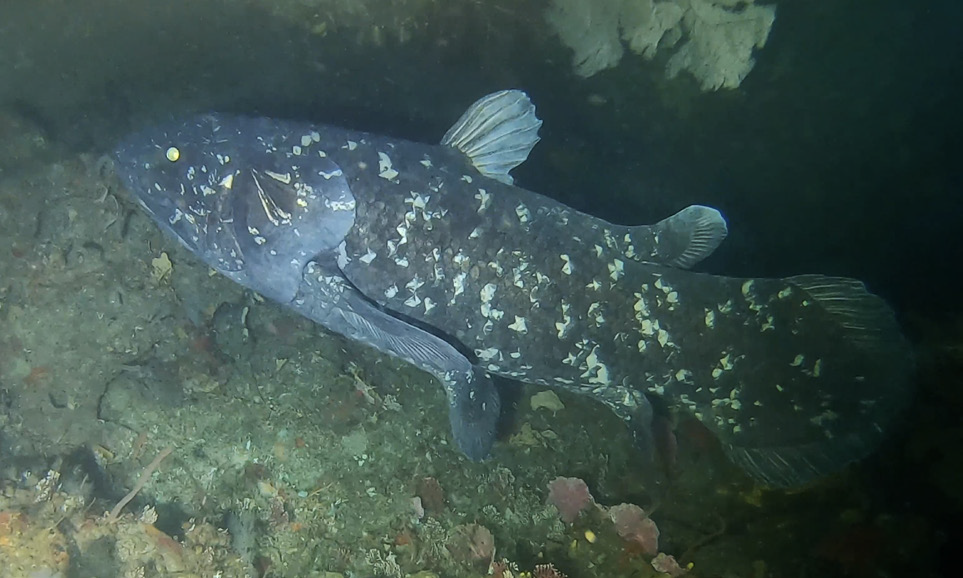 Coelacanth spotted off the coast of South Africa