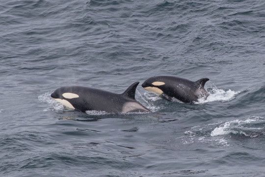 Orca and calf spotted around Cornwall and the Hebrides
