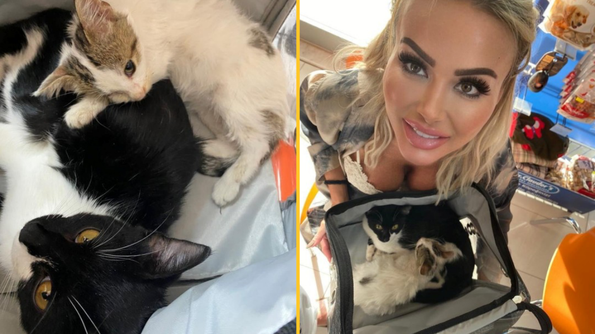 Kelly rescues Turkish kittens