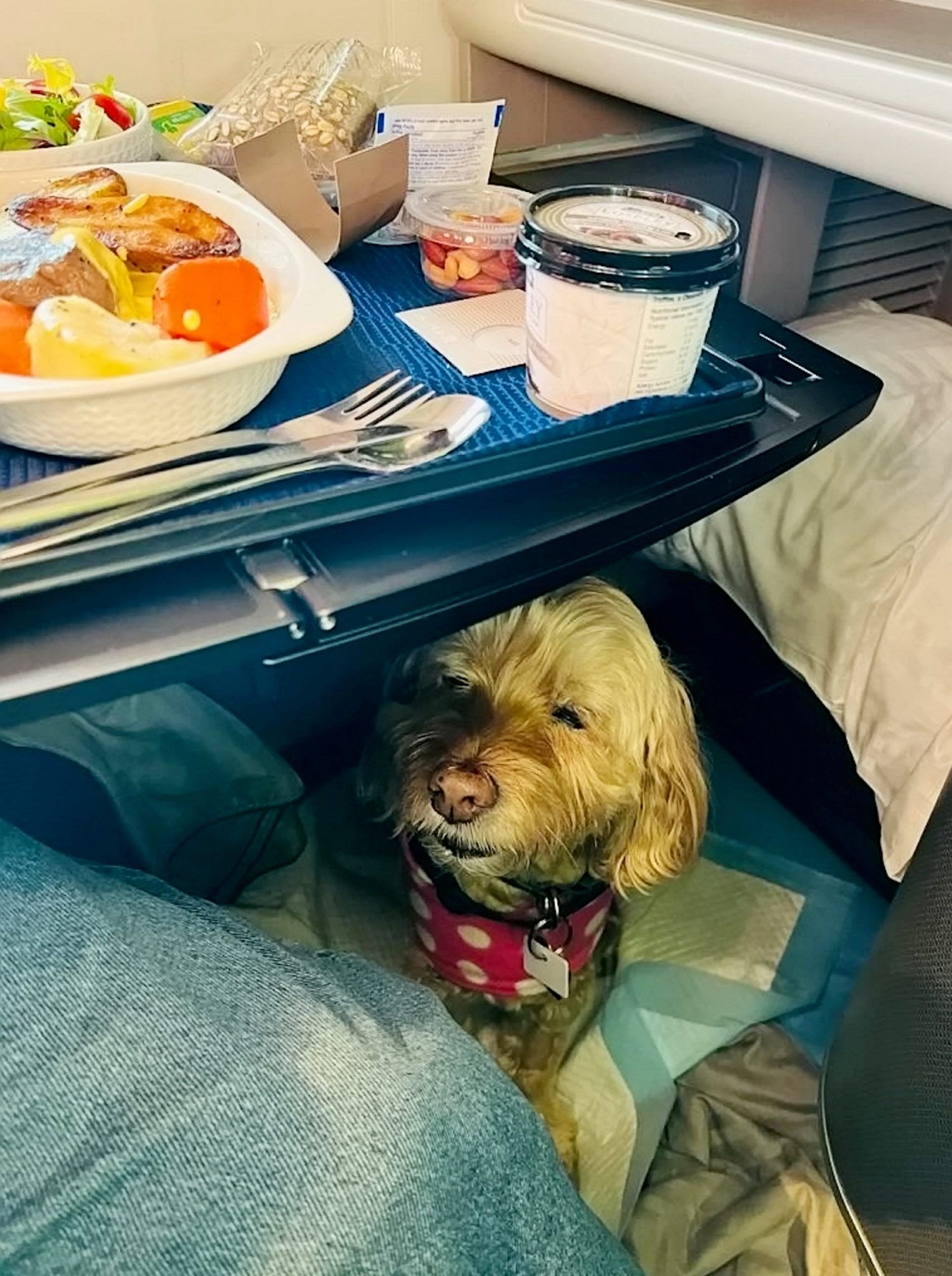 Hula getting some shut eye on the plane
