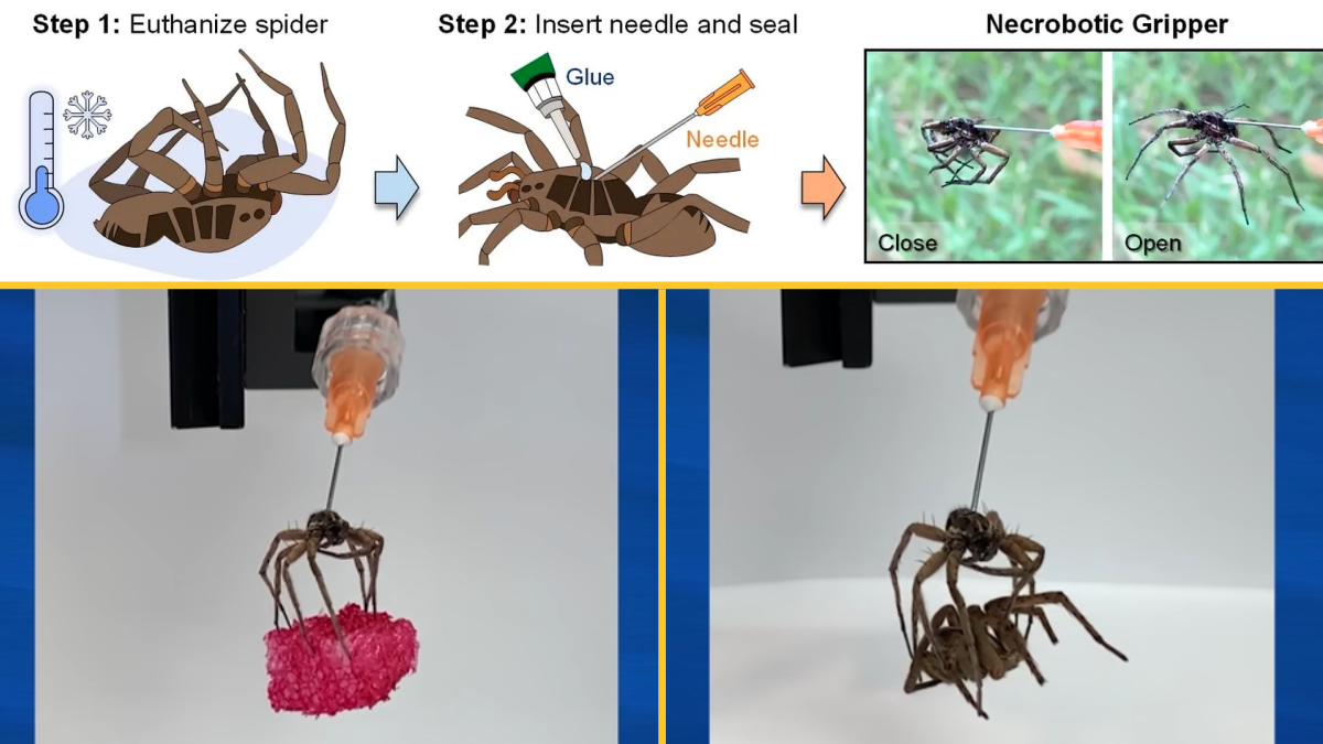 Scientists turn spiders into grabbing claw robots